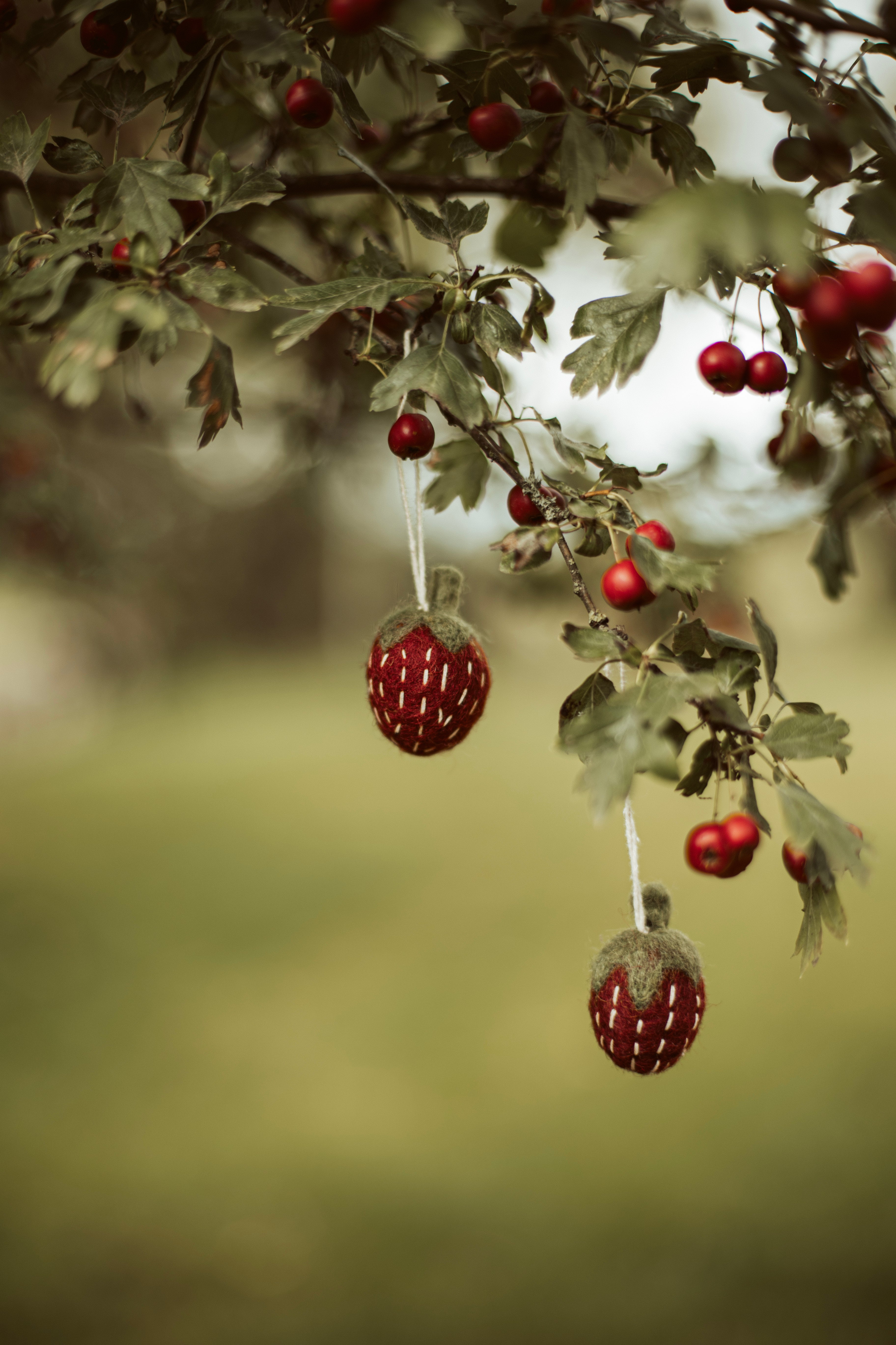strawberry vilt