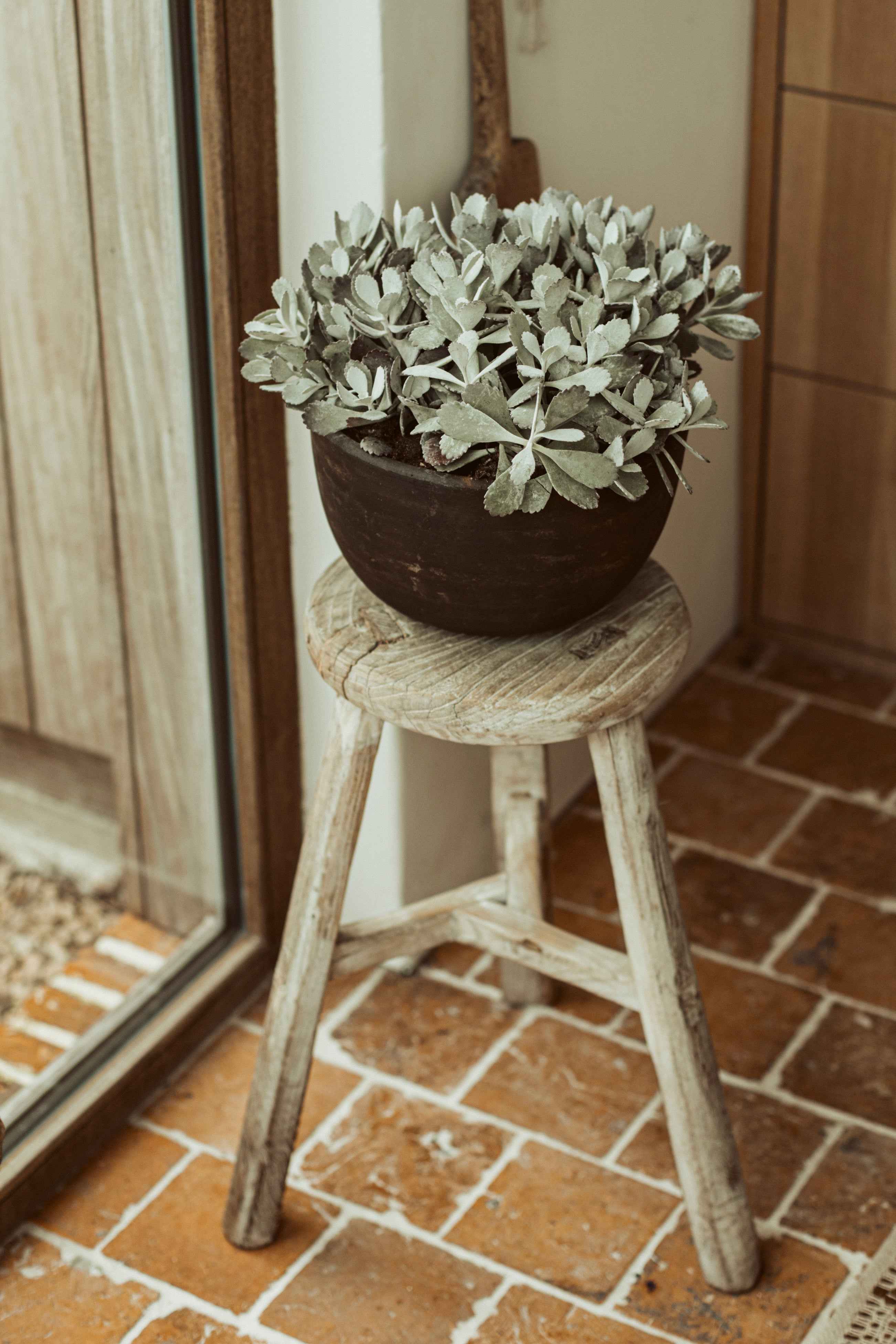 flower pot - brown/black terracotta met plant